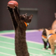 Image for article titled Hallmark Channel expands kitten season to include Kitten Summer Games